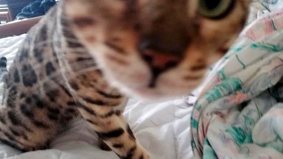 💌Субботний приветик от котика Копи из дома😻🏡