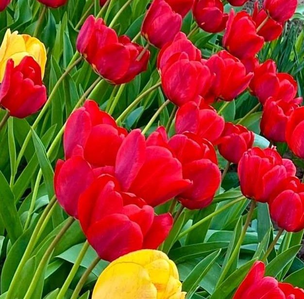    фото: Людмила Сахарчук Веселовские вести