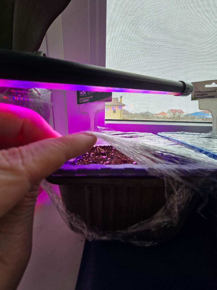 Первые всходы Темп F1. Фото: Зеленая леди, сад, семья и томатный сок 