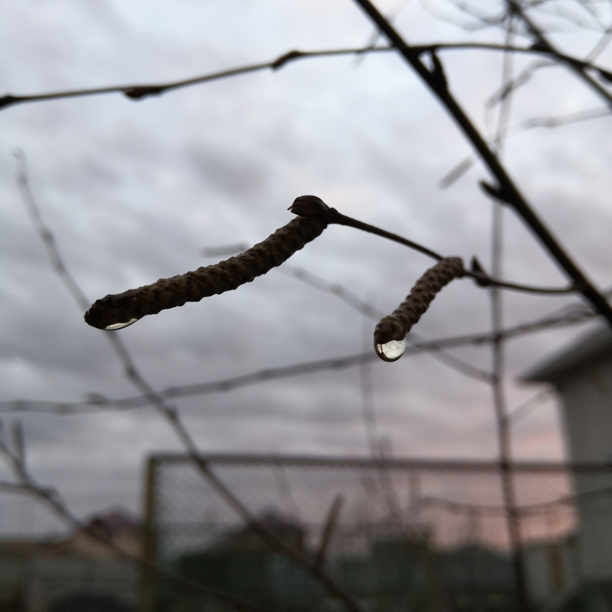  Фото: Зеленая леди, сад, семья и томатный сок 