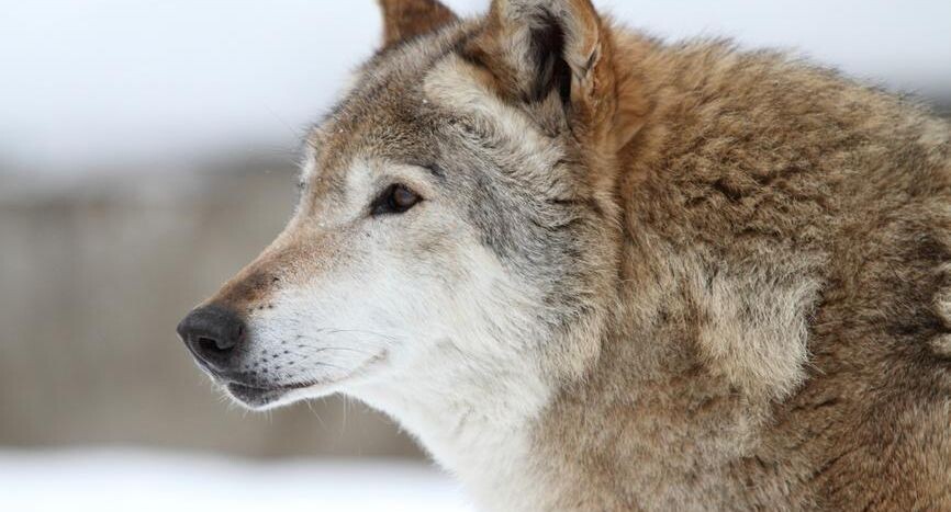    Дмитрий Неумоин / Фотобанк Лори