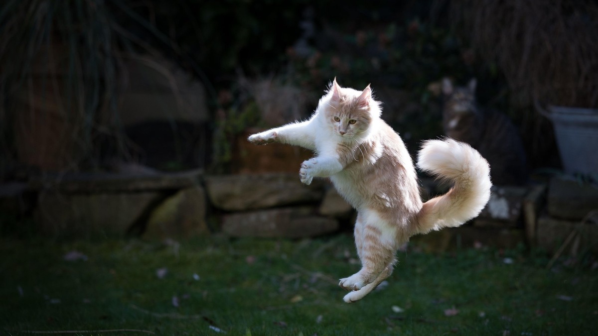    Гибкий позвоночник, состоящий из более чем 50 позвонков, — ключевой элемент кошачьего акробатического трюка