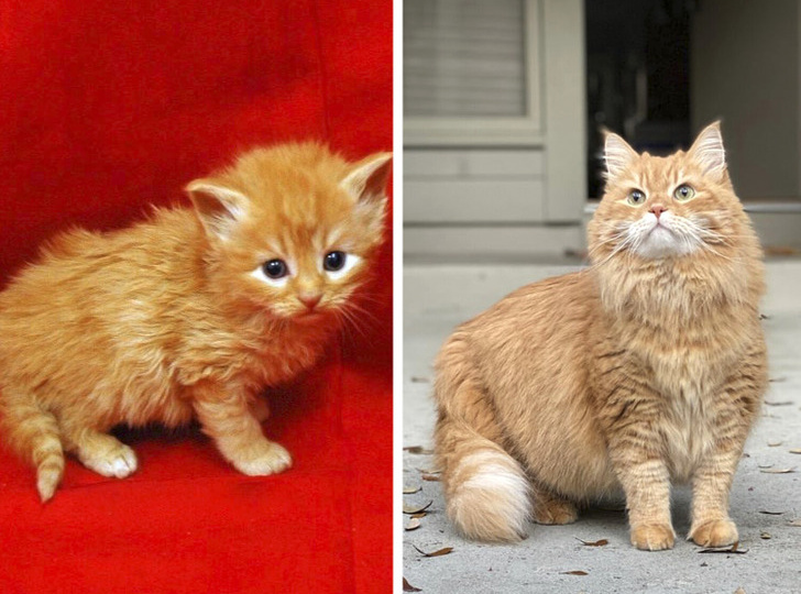 18 пушистиков, чья милота не уменьшилась с годами