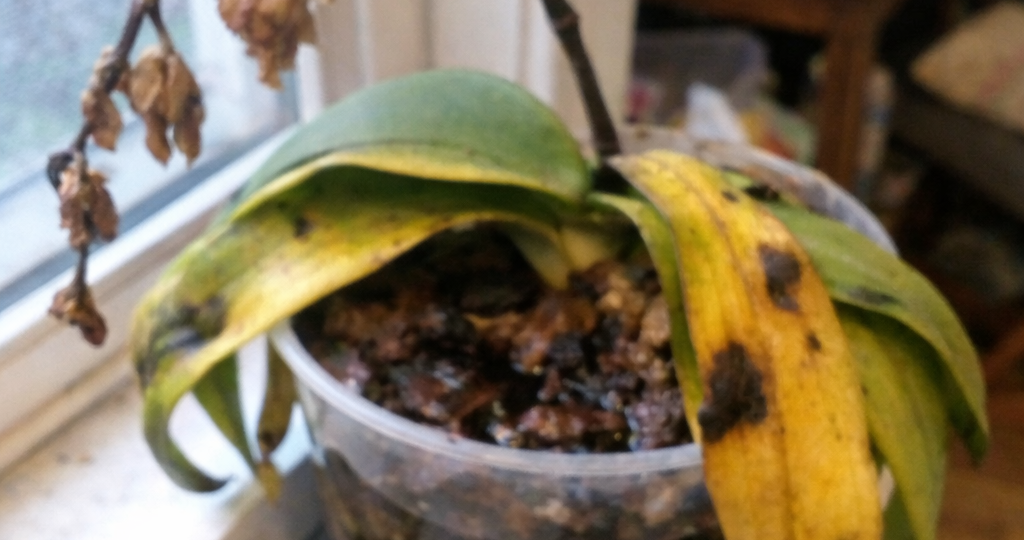 ‍Полили орхидею, а она вянет? Вы её не спасаете, а добиваете