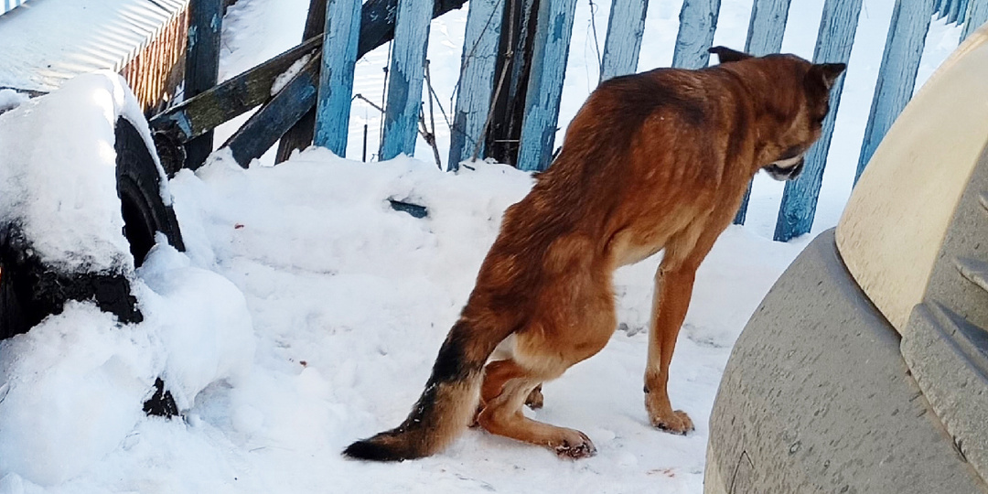 Пёсик полз по снегу на передних лапах. Задние его совершенно не слушались.
