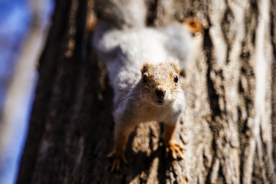    В праздничные дни погода будет определяться североатлантическим циклоном. Светлана МАКОВЕЕВА