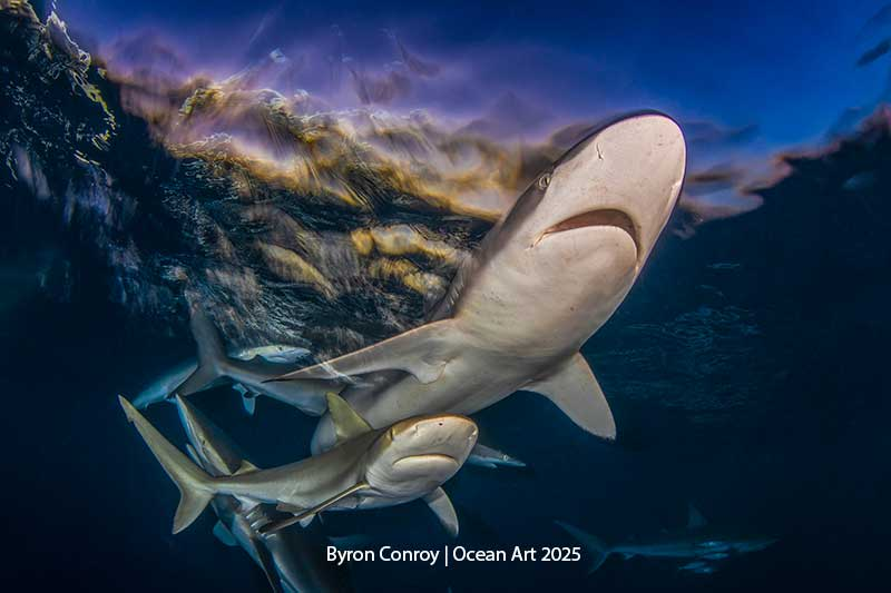 Байрон Конрой "Последний свет". Шёлковая акула на фоне заката в Карибском море.