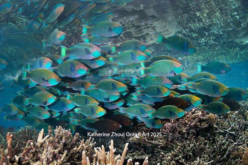 Кэтрин Чжоу "Безумное нашествие рыб-попугаев". 