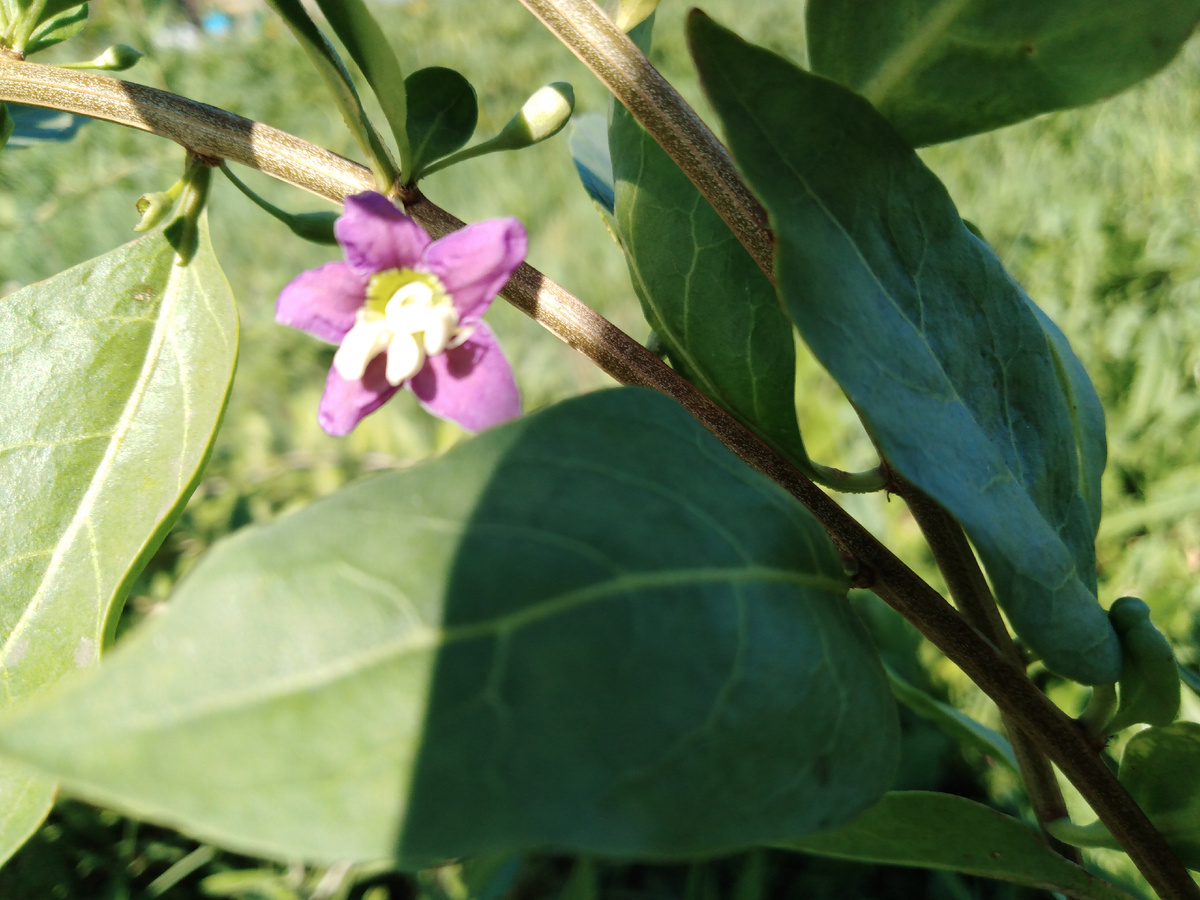 Годжи фото автора.