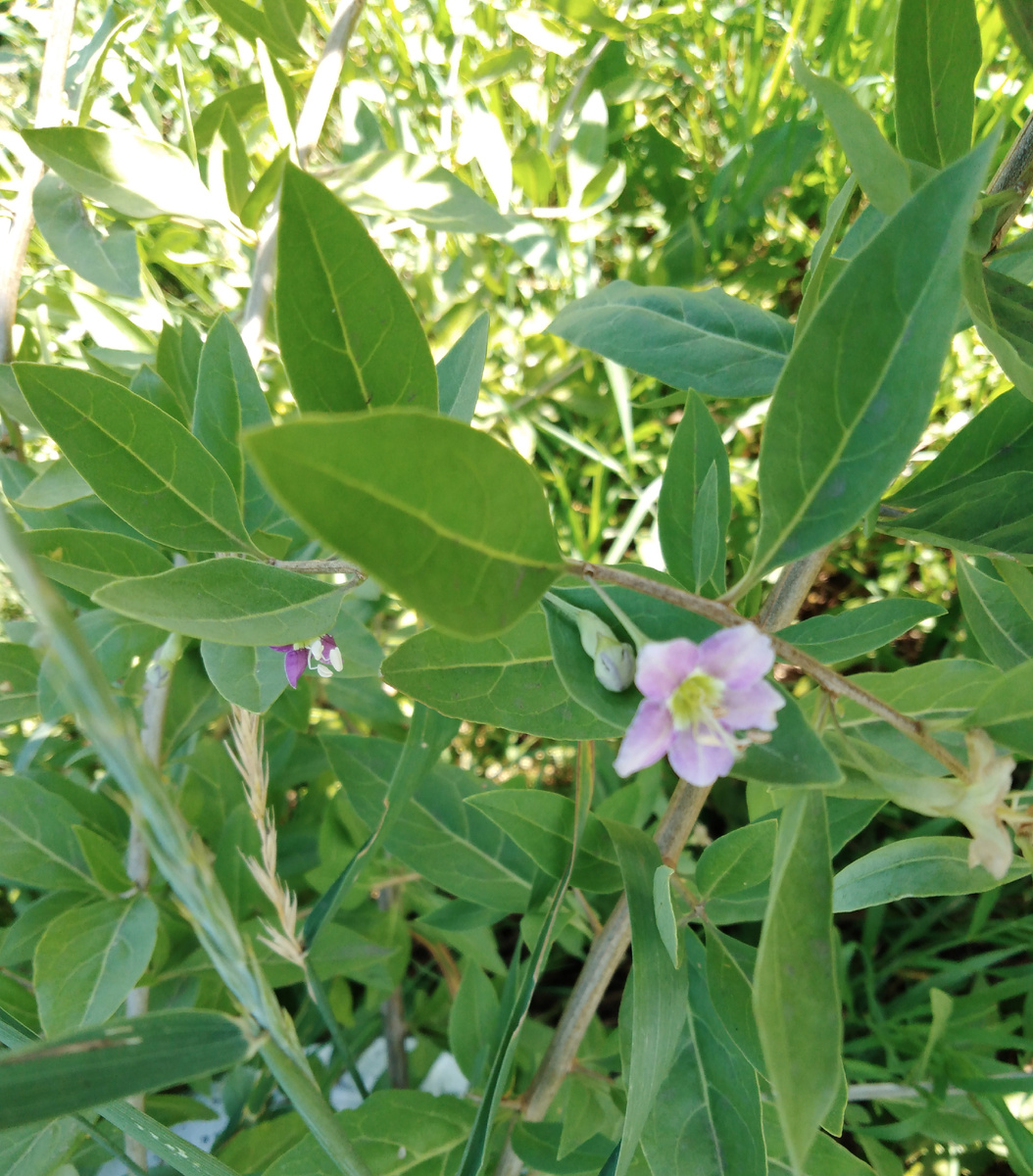 Годжи фото автора.