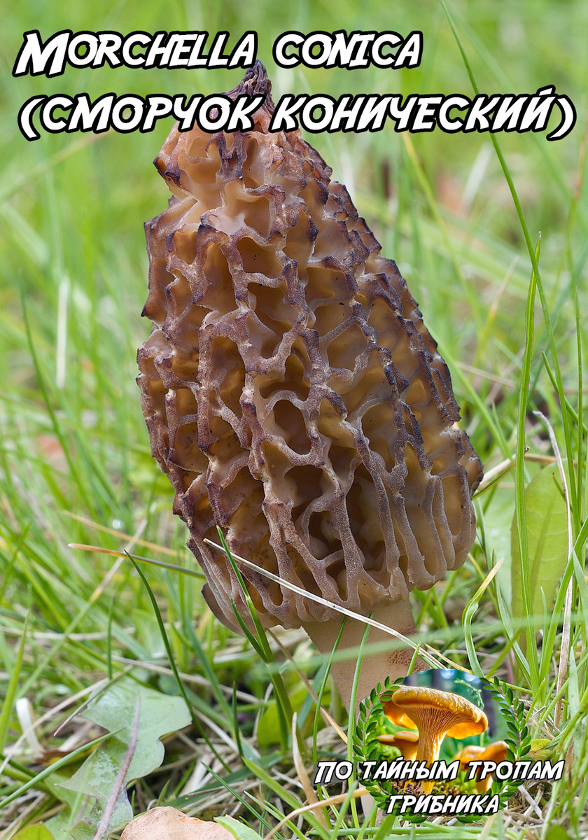 Сморчок конический (Morchella conica)
