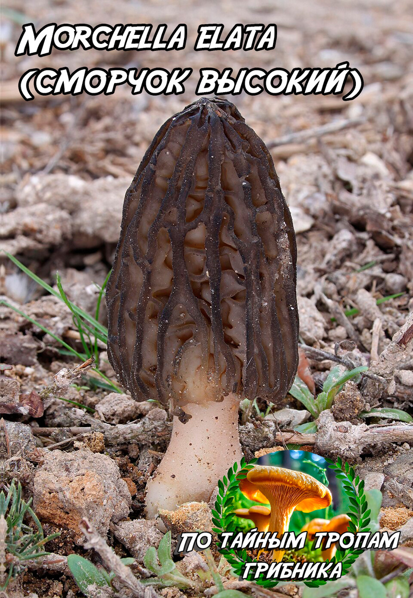 Сморчок высокий (Morchella elata)