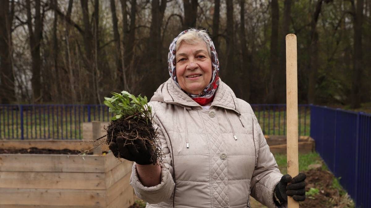    Участница проекта «Московское долголетие» Екатерина Четверикова сажает хризантему / Фото: Анатолий Цымбалюк / Вечерняя Москва