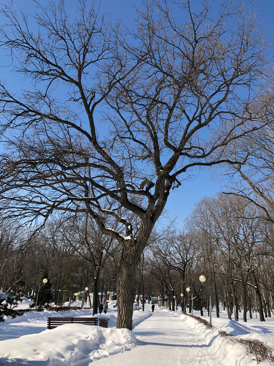 Загородный парк. Фото автора.