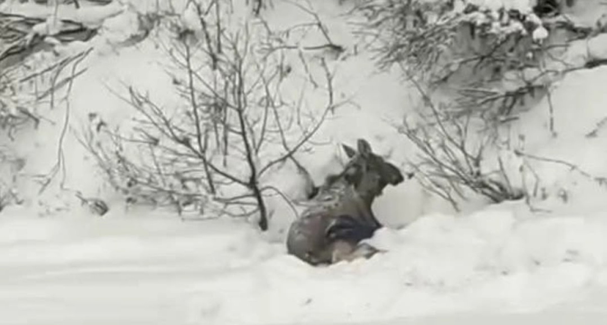    Подслушано без цензуры п. Борисоглебский Яр.обл.