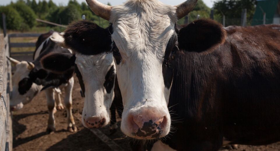 Молоко и мясо заражено: сотни коров уничтожают в Сибири из-за вспышки смертельной болезни