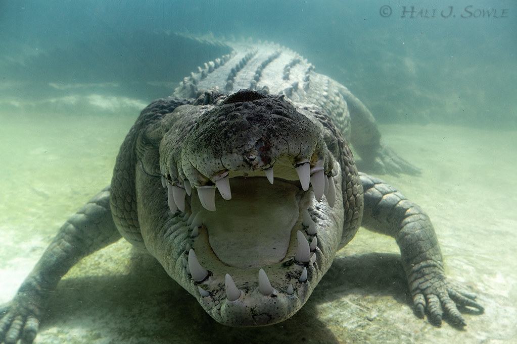 ������ �� ���, �������� ����� � ���� �� ����������. �������!