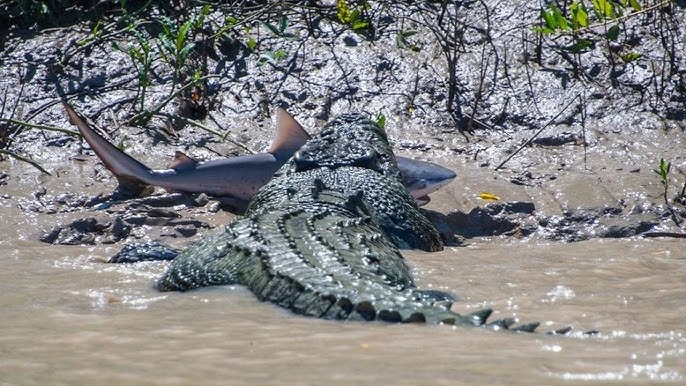 Да, глаза вас не обманывают, он кушает акулу.