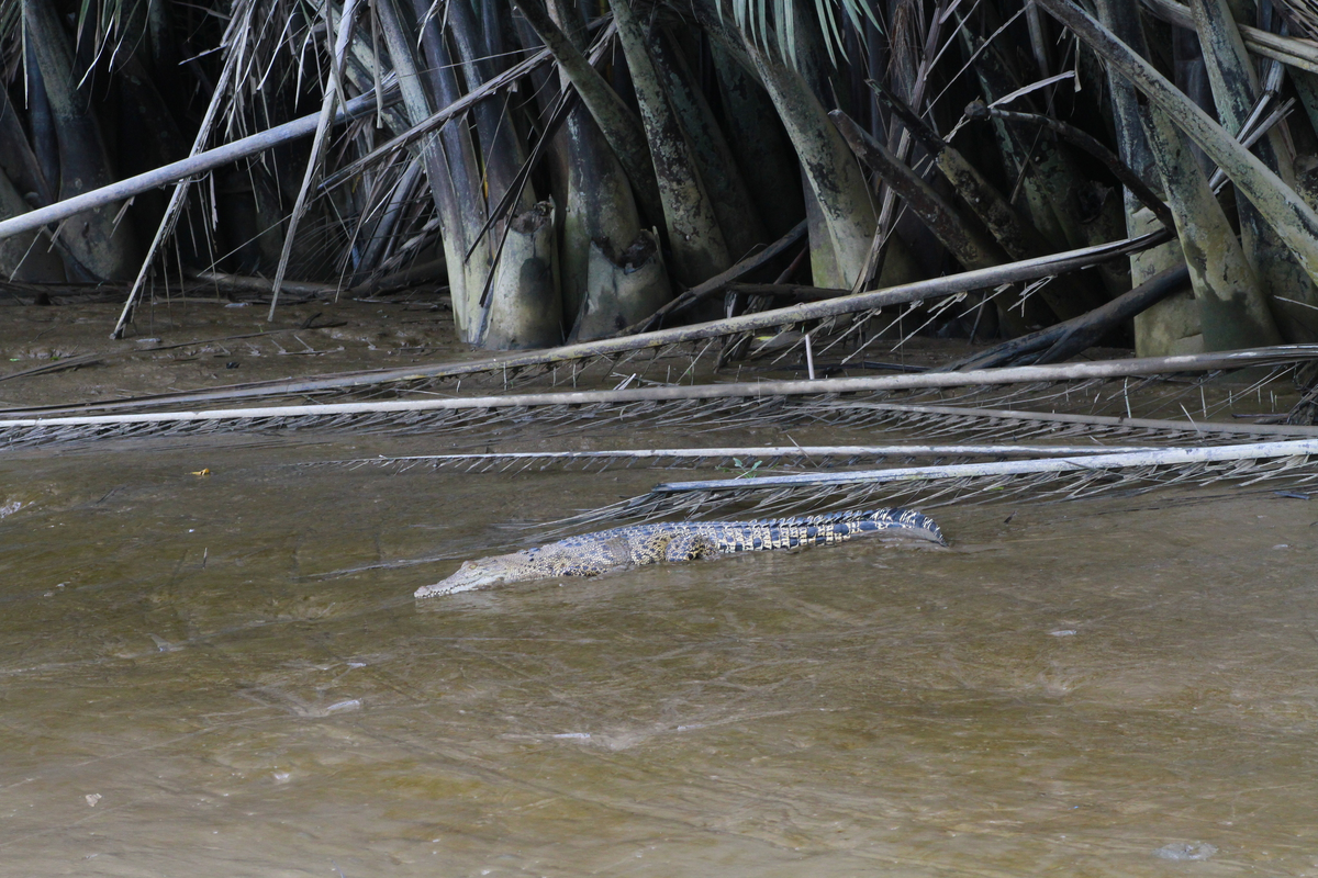 Большой и страшный крокодил. Толщиной с ветку.