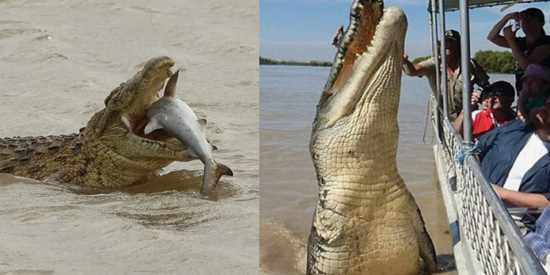 Гребнистый крокодил: Так вырос, что ушёл в океан. Чтобы поедать акул, скатов и черепах