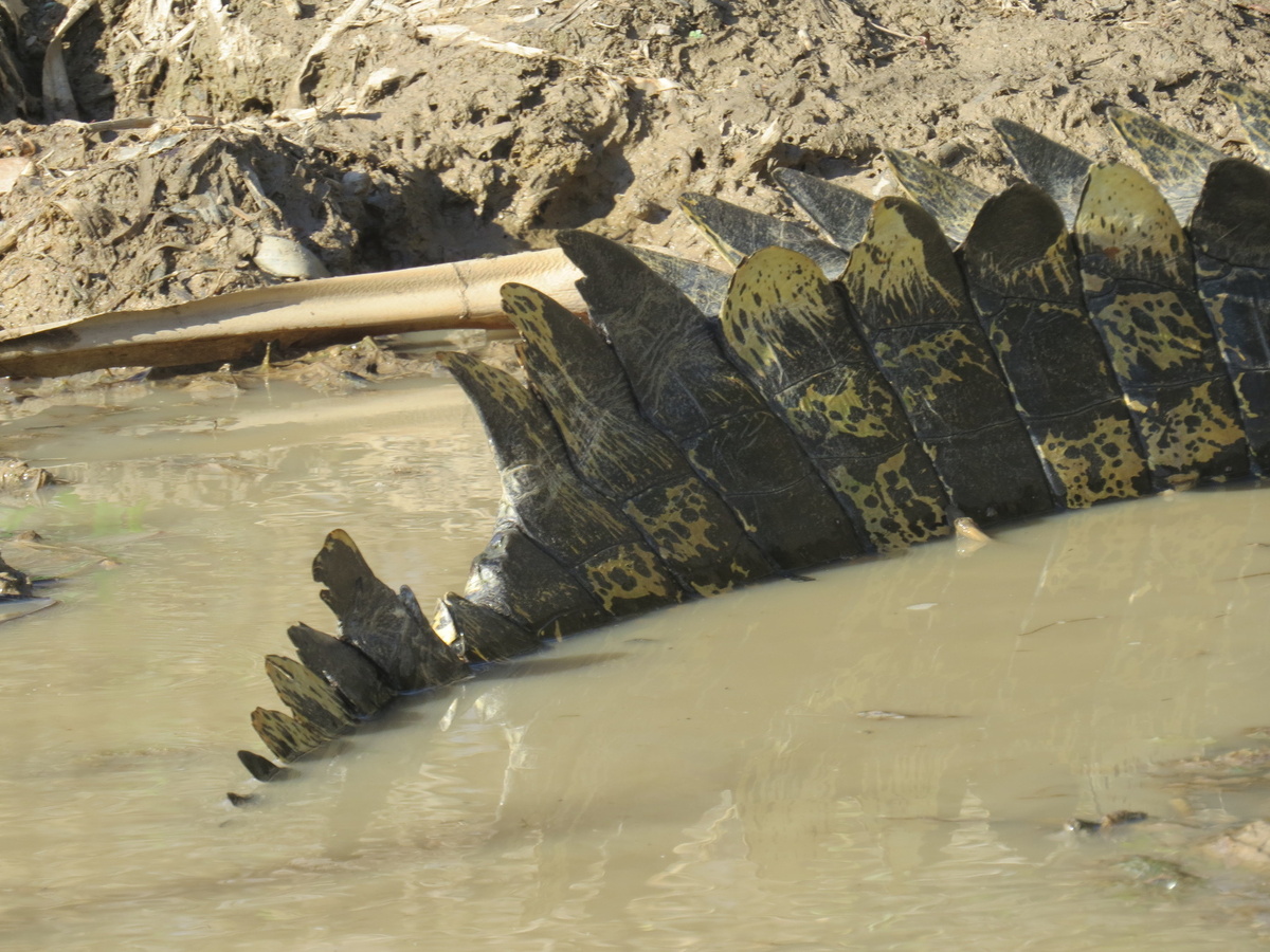 ������, ���������� �� �� ������ ���. �������� ��������. 