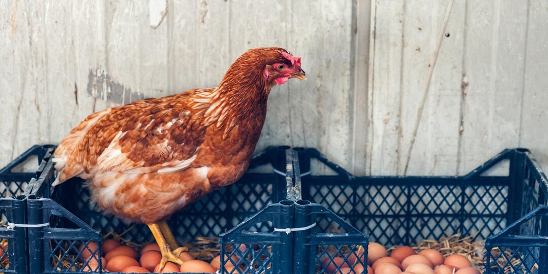 5 ошибок, из-за которых куры перестают нестись