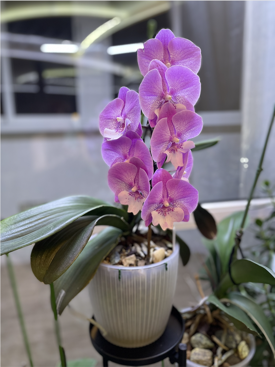 Орхидея фаленопсис Русалка Биг Лип /  Phalaenopsis Lianher Mermaid Big Lip. Орхидеи С Еленой Кузнецовой