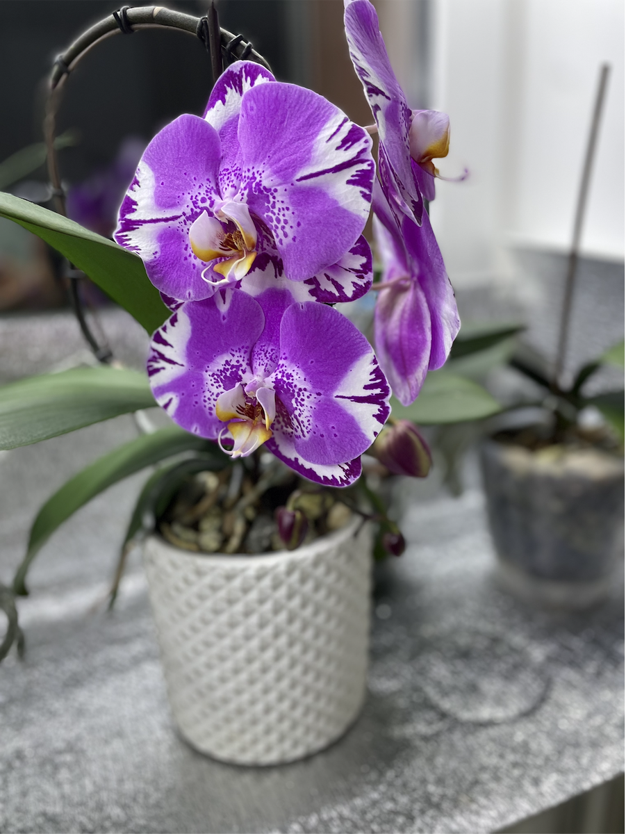 Орхидея фаленопсиса Викторио Фонтано / Phalaenopsis Fantano Viktorio . Орхидеи С Еленой Кузнецовой