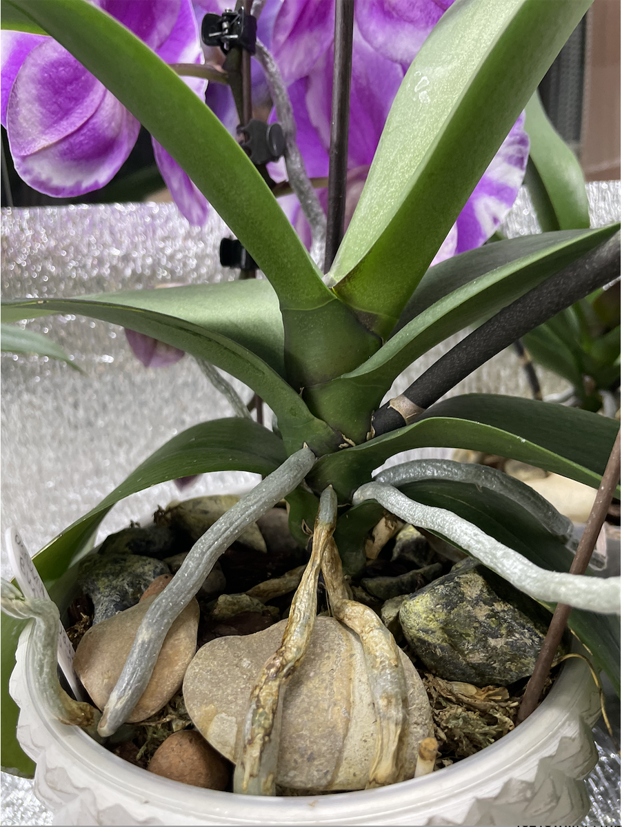 Рост листьев фаленопсиса Викторио Фонтано / Phalaenopsis Fantano Viktorio поочередно. Орхидеи С Еленой Кузнецовой