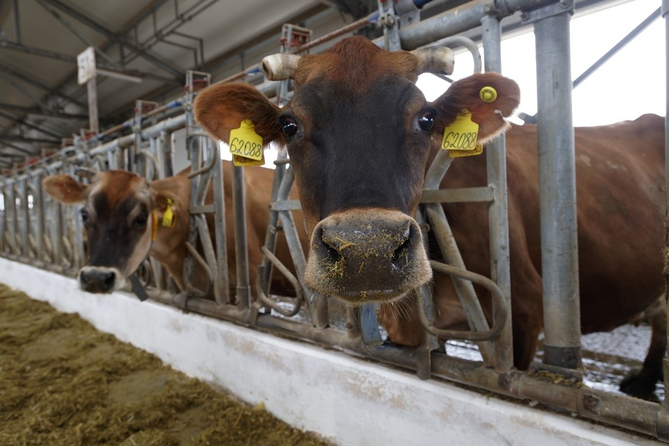 Карантин ввели из-за очагов бешенства у животных. Фото: Михаил ФРОЛОВ.