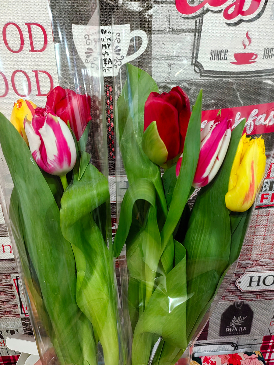 Тюльпанчики