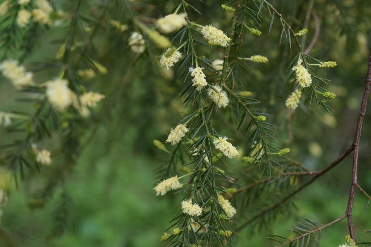 📸: Batumi Botanical Garden
