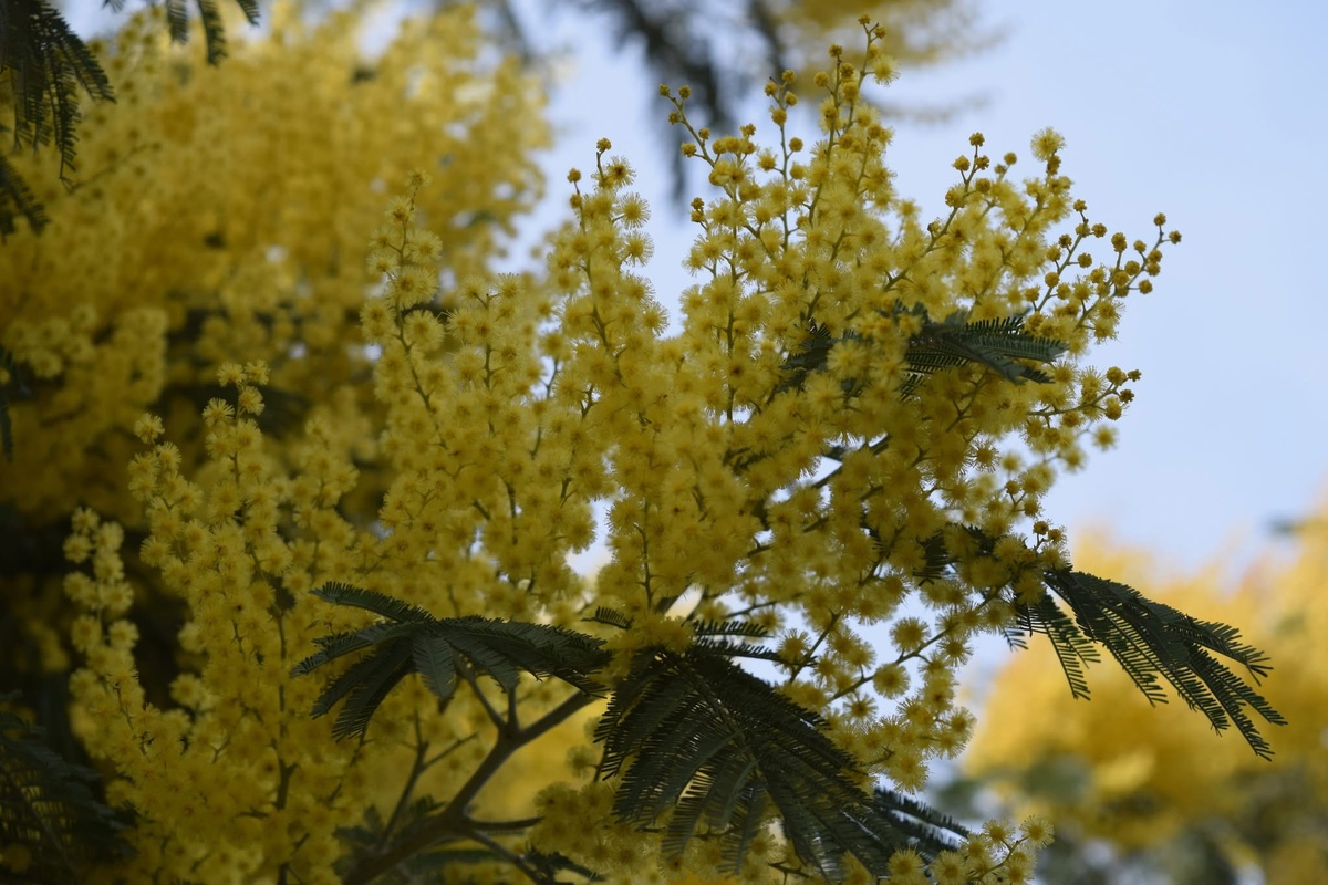 📸: Batumi Botanical Garden
