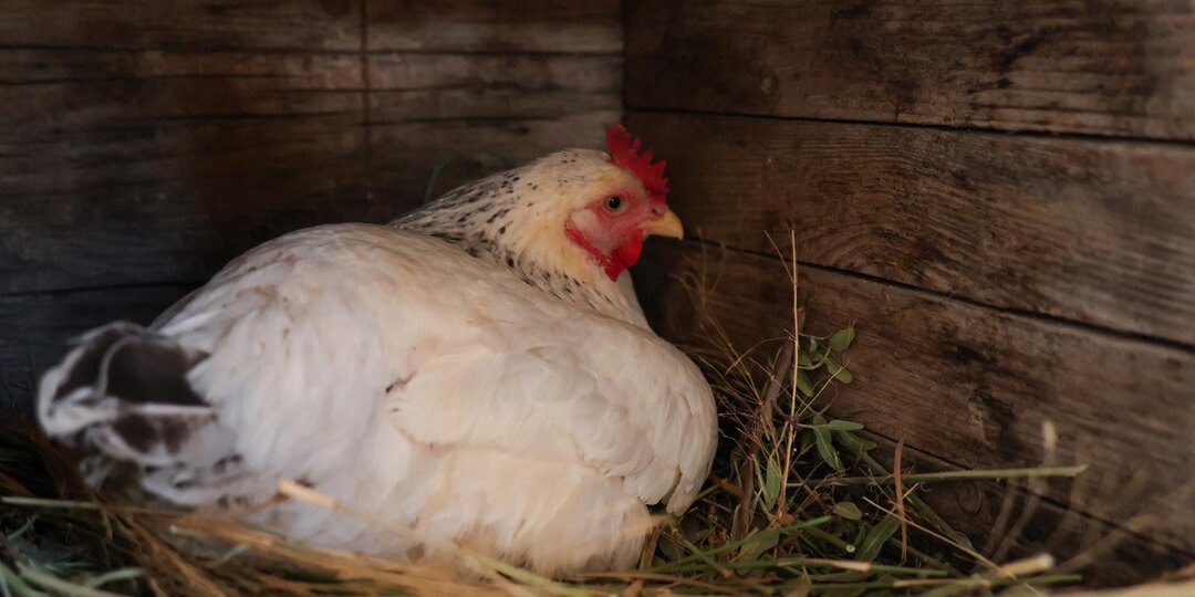 Почему куры едят свои яйца — 5 причин и простой способ это остановить