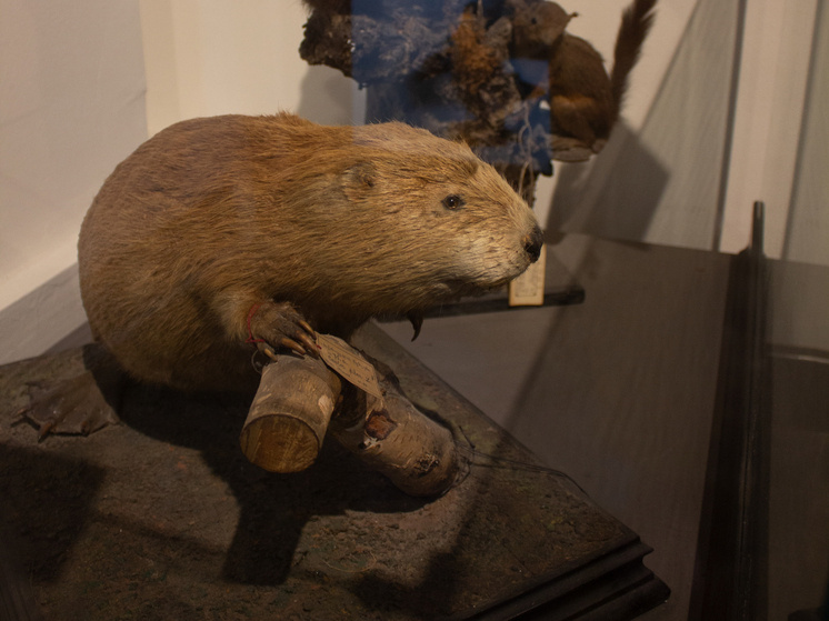     Фото: Архив МК в Ленобласти.