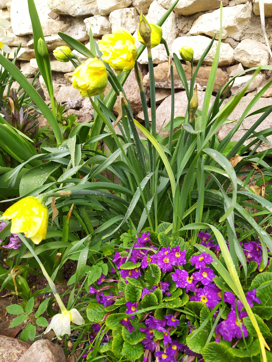 Долгожданные первоцветы