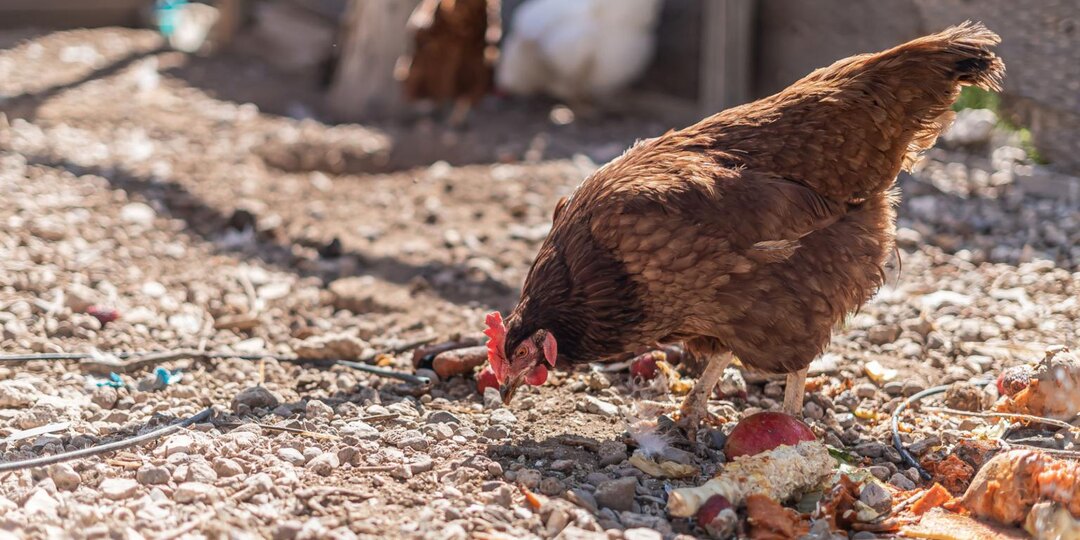 7 продуктов, которые нельзя давать курам (многие кормят ими каждый день)