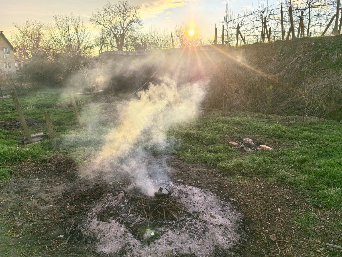 Последние ветки