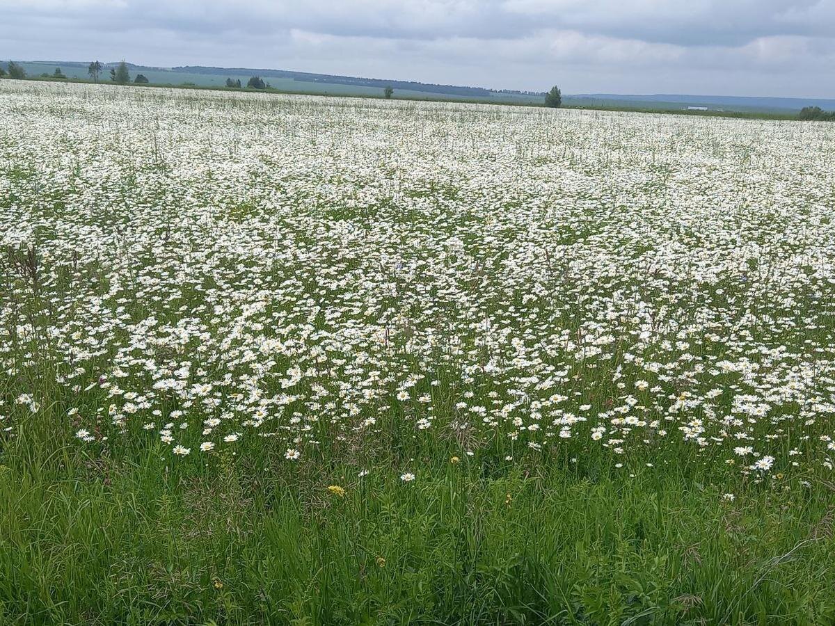 Июнь, 2025 год