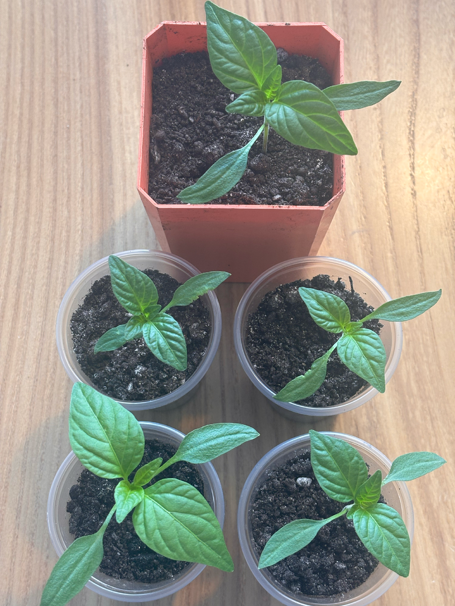 нижний слева из таблетки - то есть пересаживался без поверждения корней, сверху в цветном горше пересаженный в стадии семядолей из общей плошки