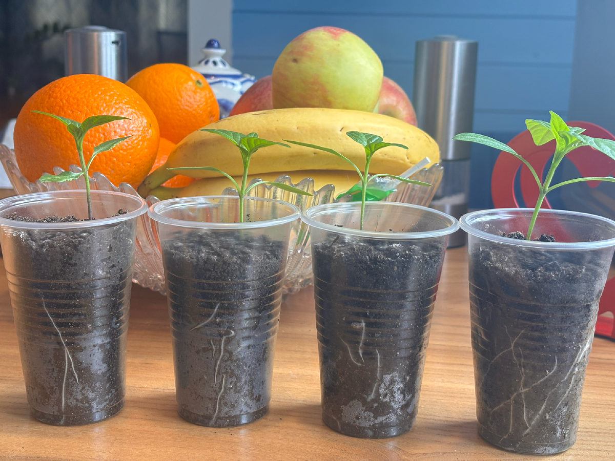 фото 7 марта, лучший правый из таблетки)