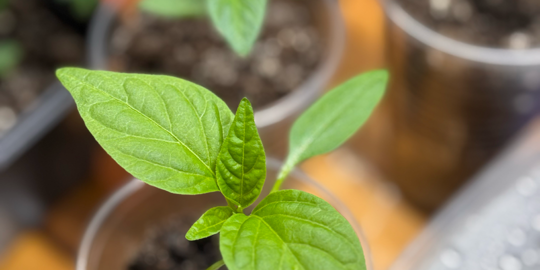 Перец с пересадкой и без, что лучше и весна 🌷🌷🌷