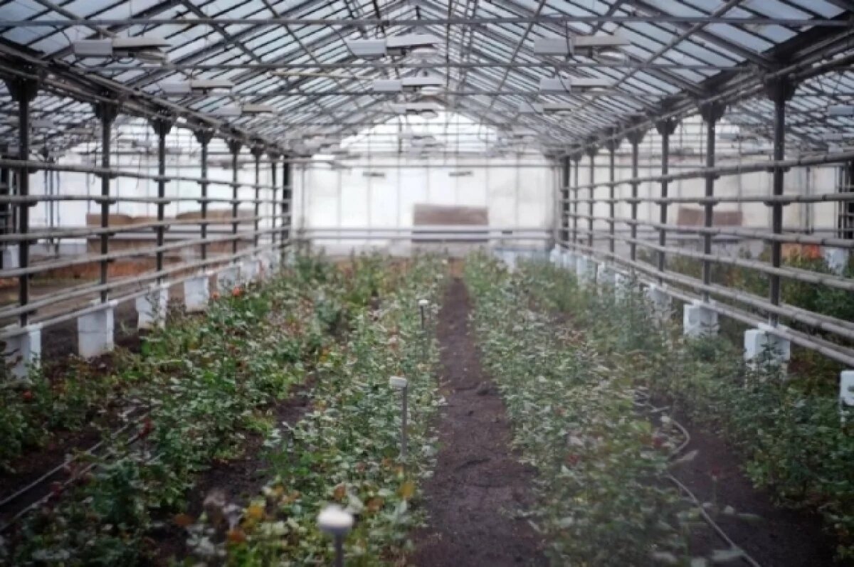    В Калининградской области вырастили более 22 миллионов цветов