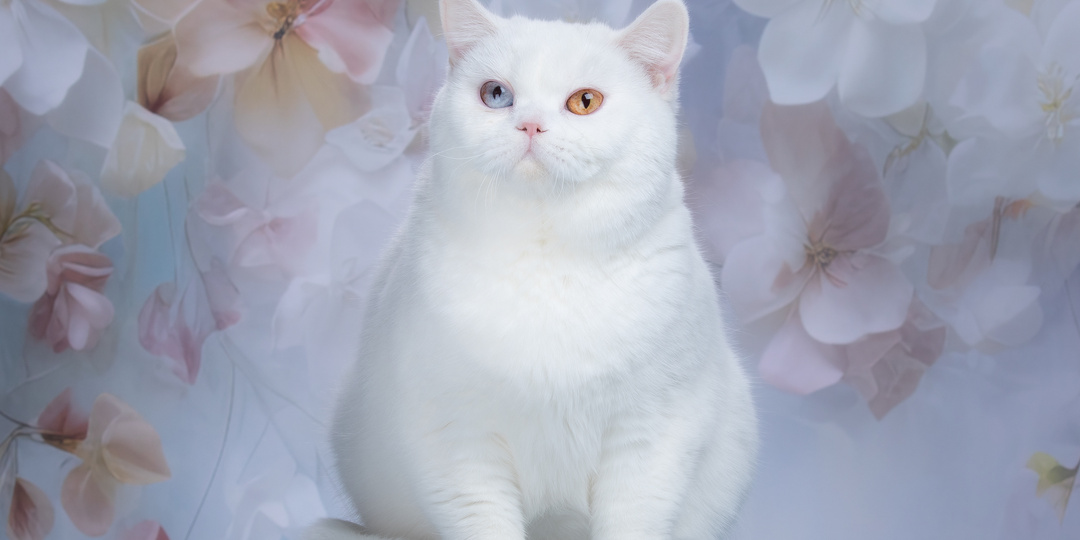 Музы в пушистых манто