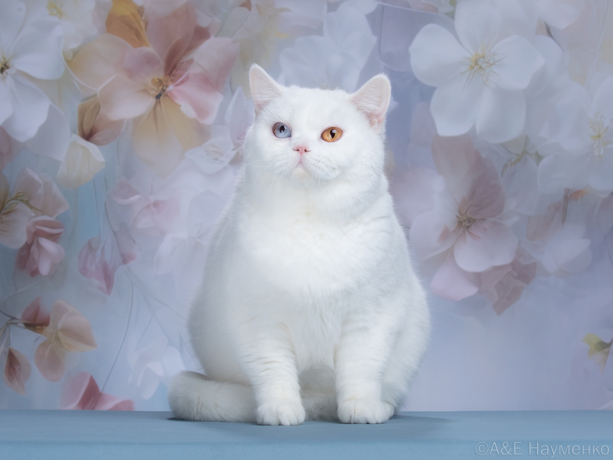 Кошка по имени Ева из питомника Graceville поздравляет дам с 8 Марта!