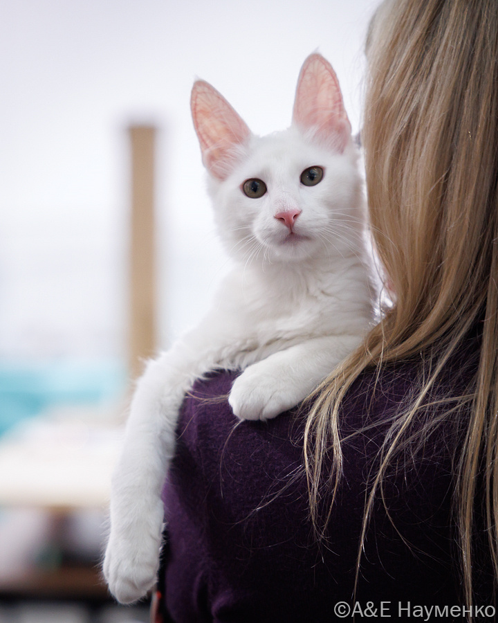 Возможно, та самая турецкая ангора, питомник Akkedi Valerian, заводчик И. Шумилина