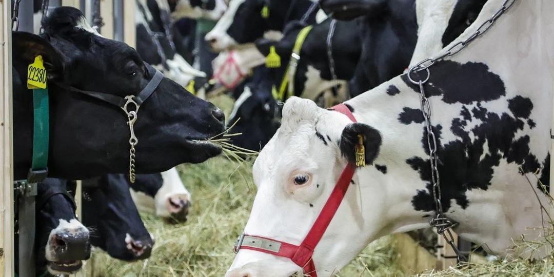 В Сибири началась эпидемия пастереллеза
