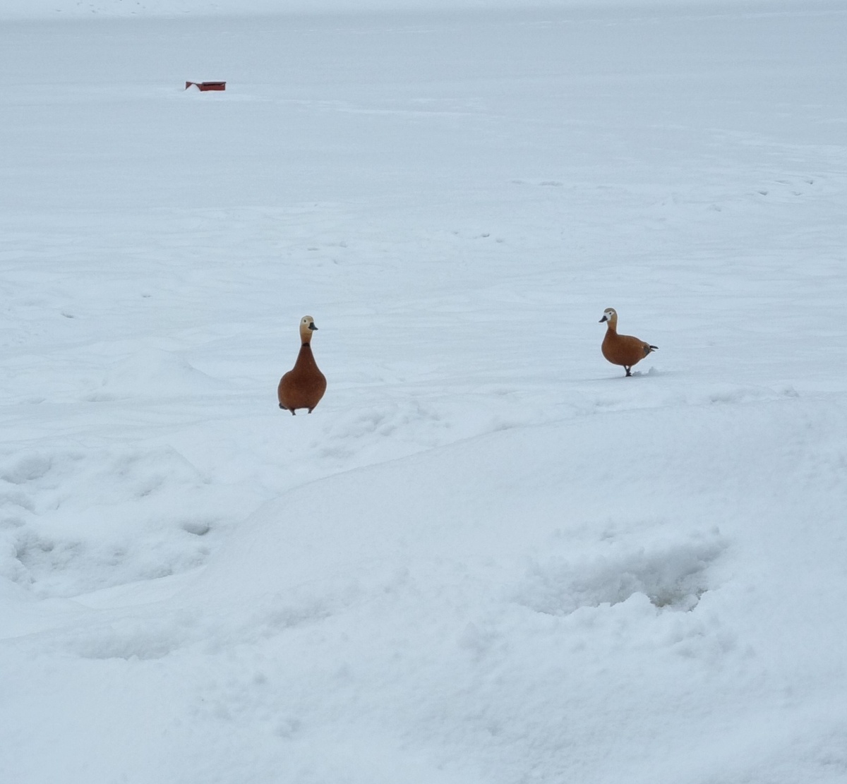 Похоже огари слегка поспешили))) У нас ещё не расстаяло ничего и не тепло не разу)) что они забыли на заснеженном пруду - загадка)