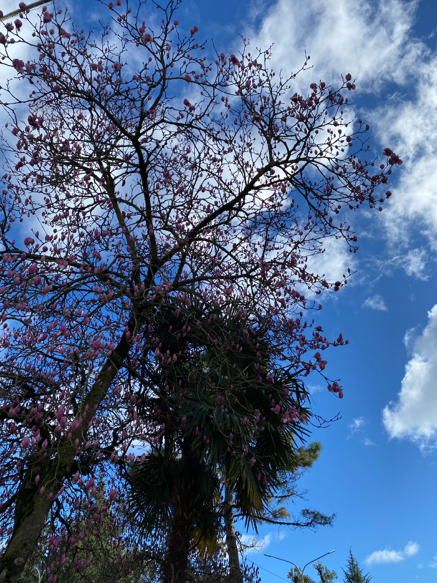 Магнолия Суланж