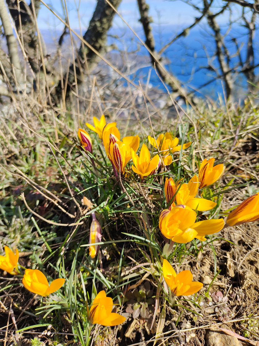 Крокусы на Аю-Даге
